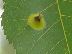 Phylloxera caryaefoliae