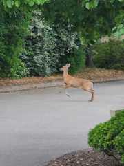 Odocoileus virginianus