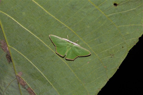 Mesurodes erichlora