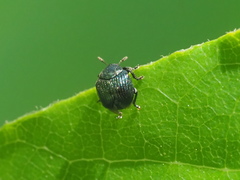 Pterocolus ovatus