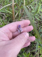 Orbexilum pedunculatum