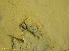 Macrophthalmus banzai