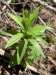 Lilium columbianum