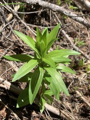 Lilium columbianum