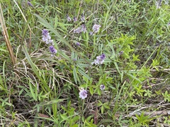 Orbexilum pedunculatum