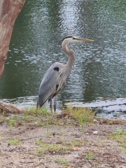 Ardea herodias
