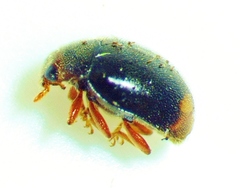 Diomus terminatus