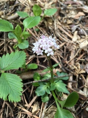 Valeriana acutiloba