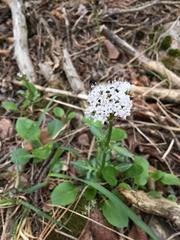 Valeriana acutiloba