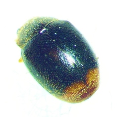 Diomus terminatus