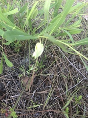 Asimina angustifolia