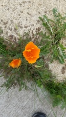 Eschscholzia californica
