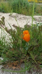Eschscholzia californica