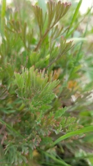 Eschscholzia californica