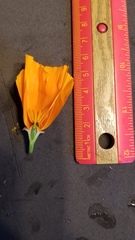 Eschscholzia californica