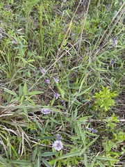 Orbexilum pedunculatum