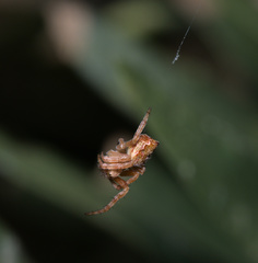 Salsa brisbanae