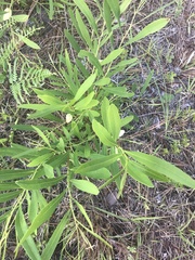 Asimina angustifolia