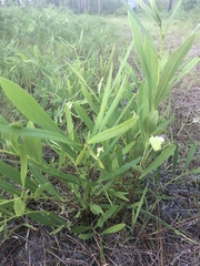 Asimina angustifolia