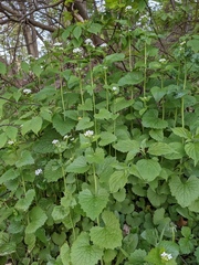 Alliaria petiolata