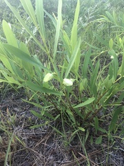 Asimina angustifolia