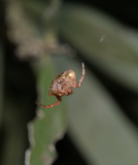 Salsa brisbanae