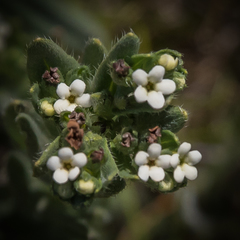 Lithospermum papillosum