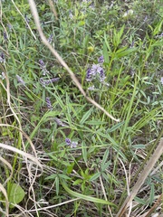 Orbexilum pedunculatum