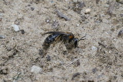Andrena alleghaniensis