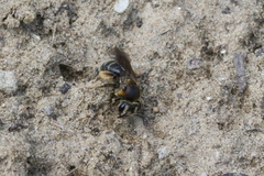 Andrena alleghaniensis