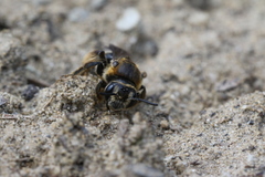 Andrena alleghaniensis