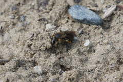 Andrena alleghaniensis