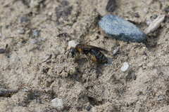 Andrena alleghaniensis
