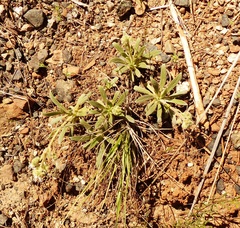 Phacelia corymbosa