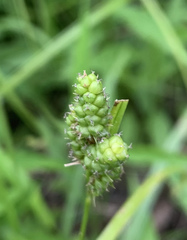 Carex caroliniana