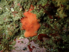 Dragmacidon mexicanum