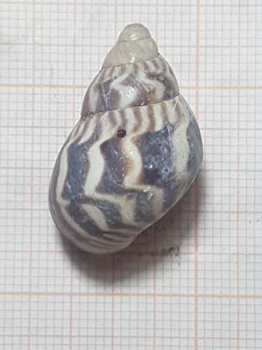 Orthalicus princeps