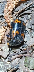 Nicrophorus nepalensis