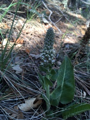 Veronica plantaginea