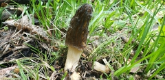 Morchella brunnea