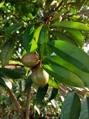 Phaleria macrocarpa
