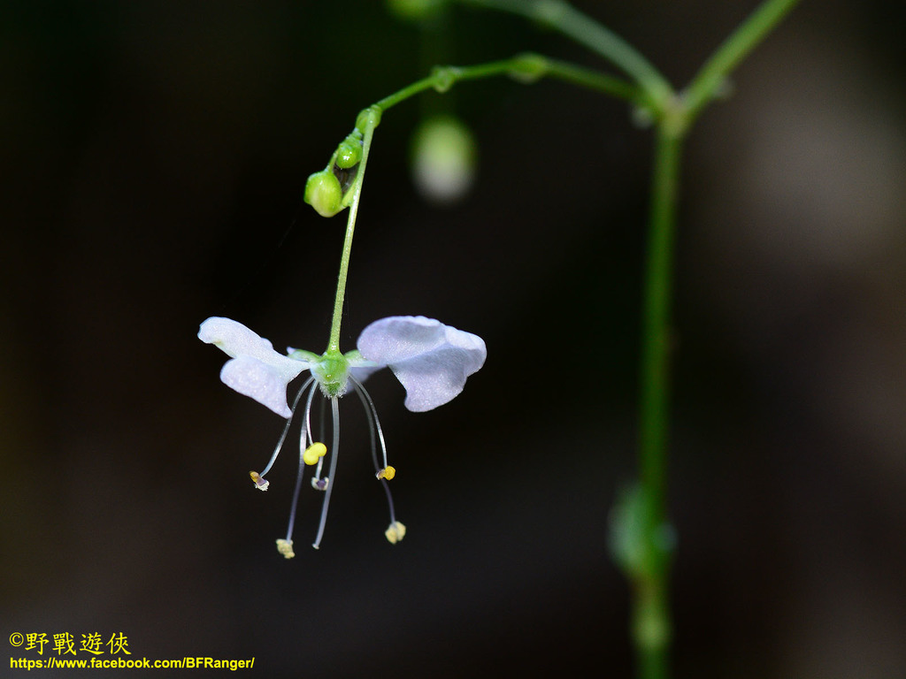 Rhopalephora scaberrima from 台灣桃園市 on 2017년 11월 16일 (목) at 11:30 오전 by Kinmatsu Lin · iNaturalist Rhopalephora... 