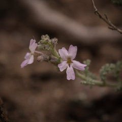 Jamesbrittenia pristisepala