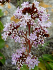 Limonium nydeggeri
