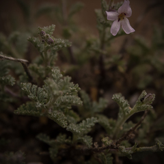 Jamesbrittenia pristisepala