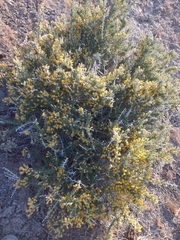 Tetradymia spinosa