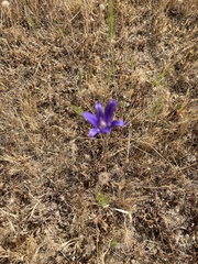 Brodiaea elegans