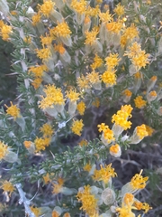 Tetradymia spinosa
