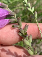 Physostegia pulchella