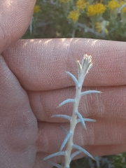 Tetradymia spinosa